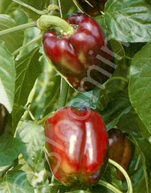 Capsicum annuum 'California Wonder'